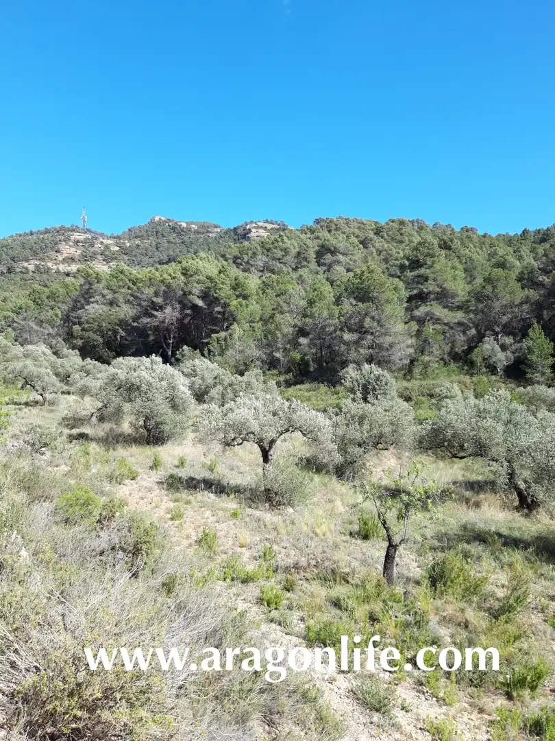 Rural land for sale in Gandesa, imagen 2