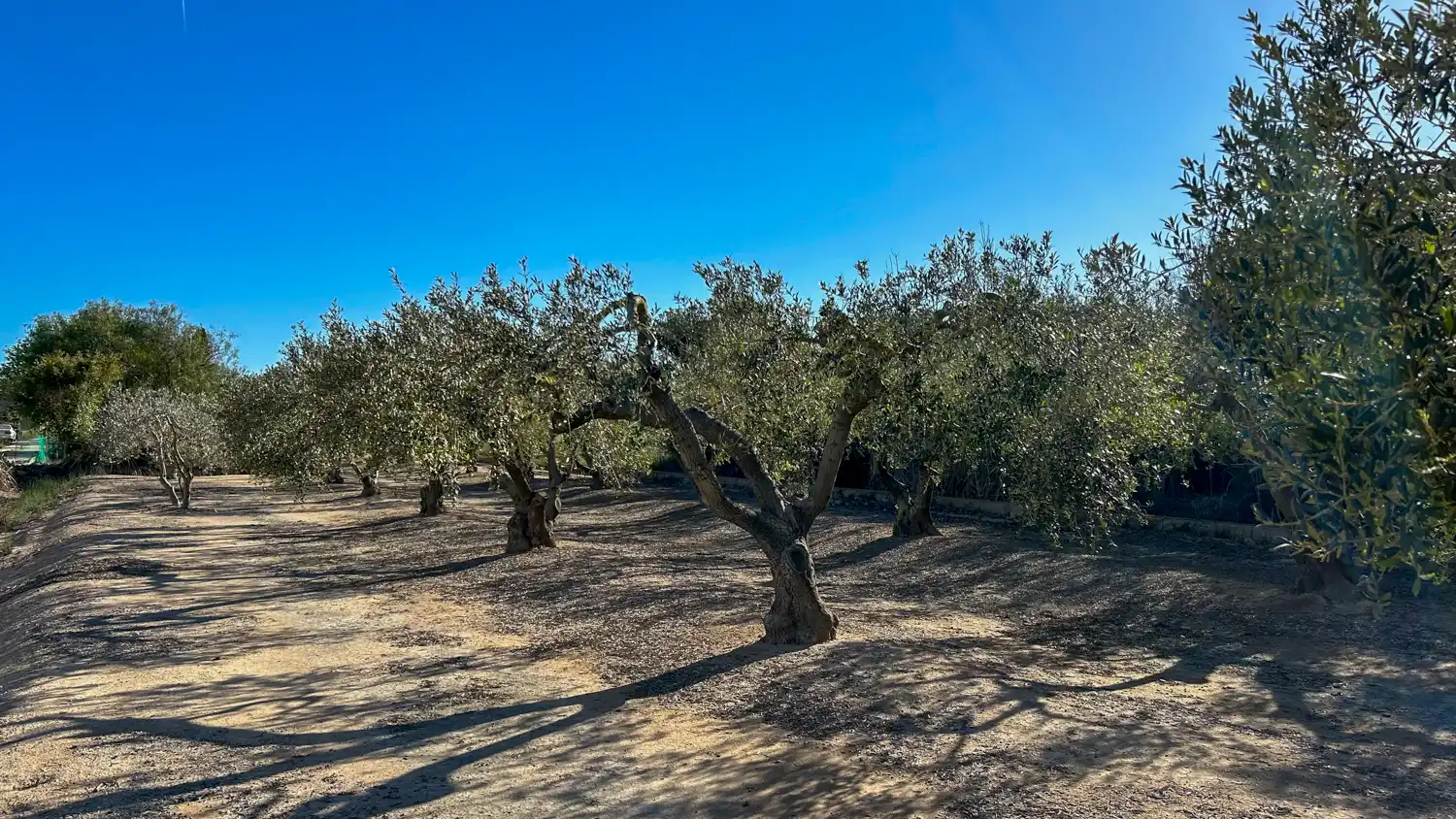 Terreny rústic en venda a Sant Jaume d'Enveja