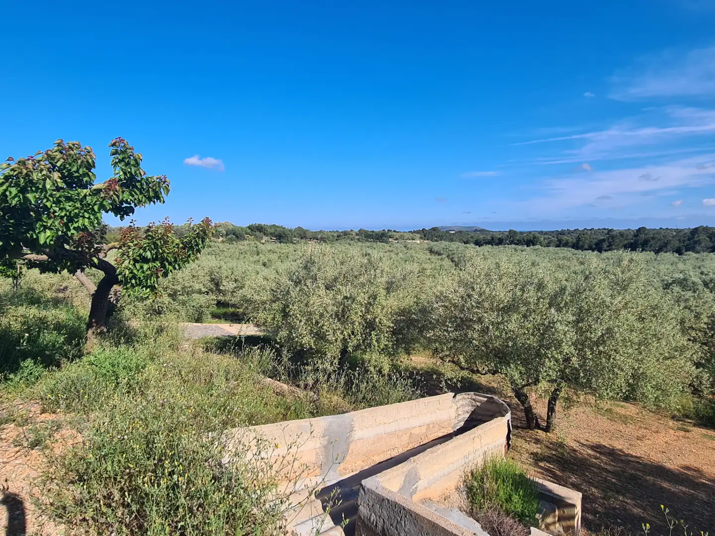 Terreno rustico in vendita a San Jorge / Sant Jordi, imagen 2