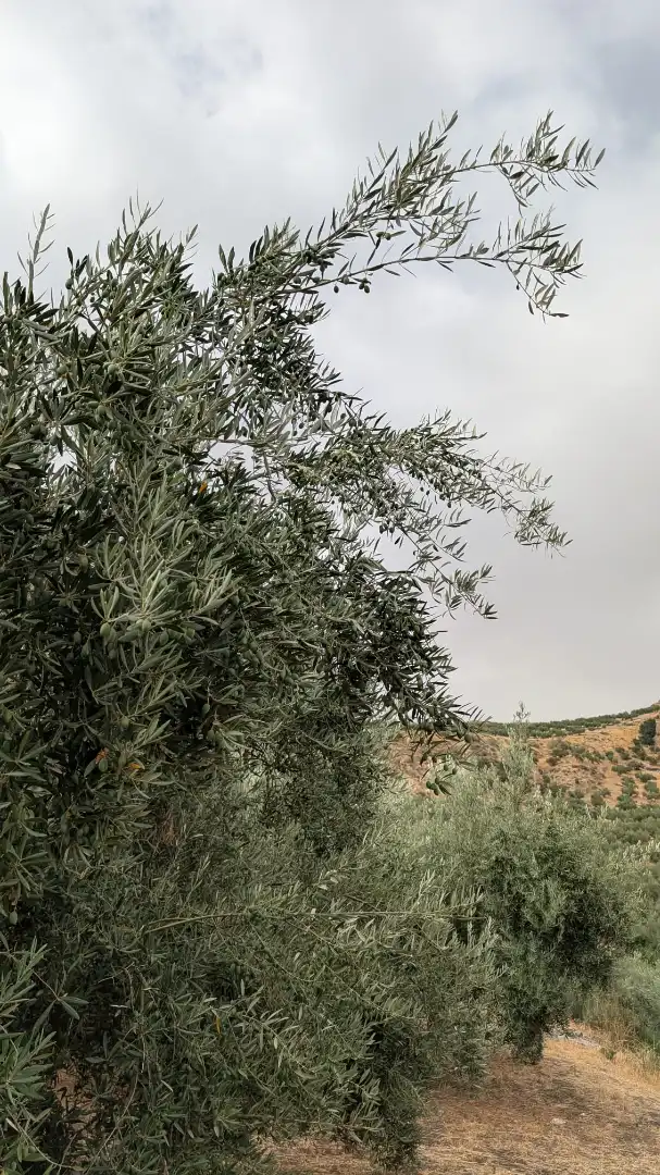 Terreni e lotti in vendita a N/A, imagen 4