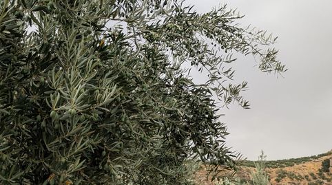 HUERTA DE OLIVOS EN EL MOLINO EL MORO CON AGUA DEL CASH, immagine 4