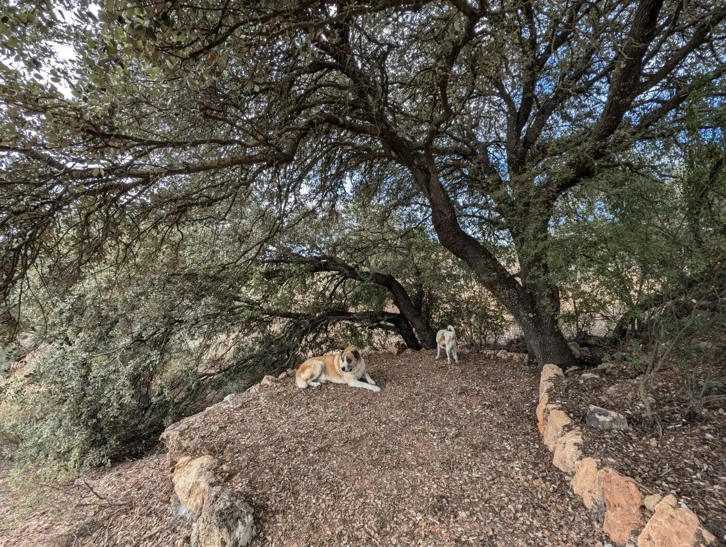 Vista exterior de Casa o xalet en venda en Loja amb Calefacció, Jardí privat i Terrassa