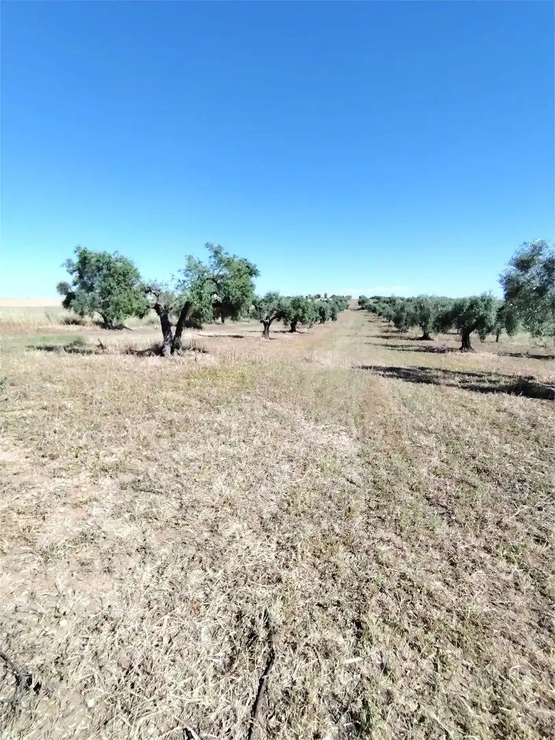 Terreni e lotti in vendita a Este