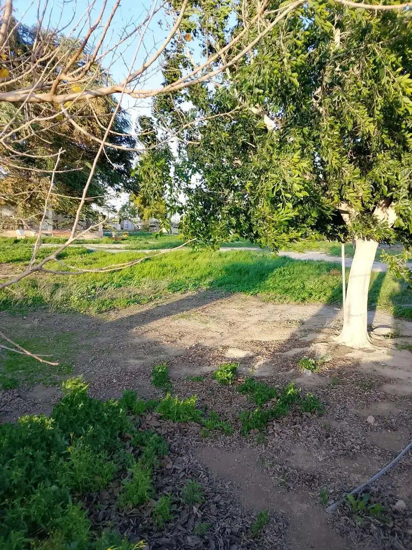 Finca rústica en venta en Daya Nueva