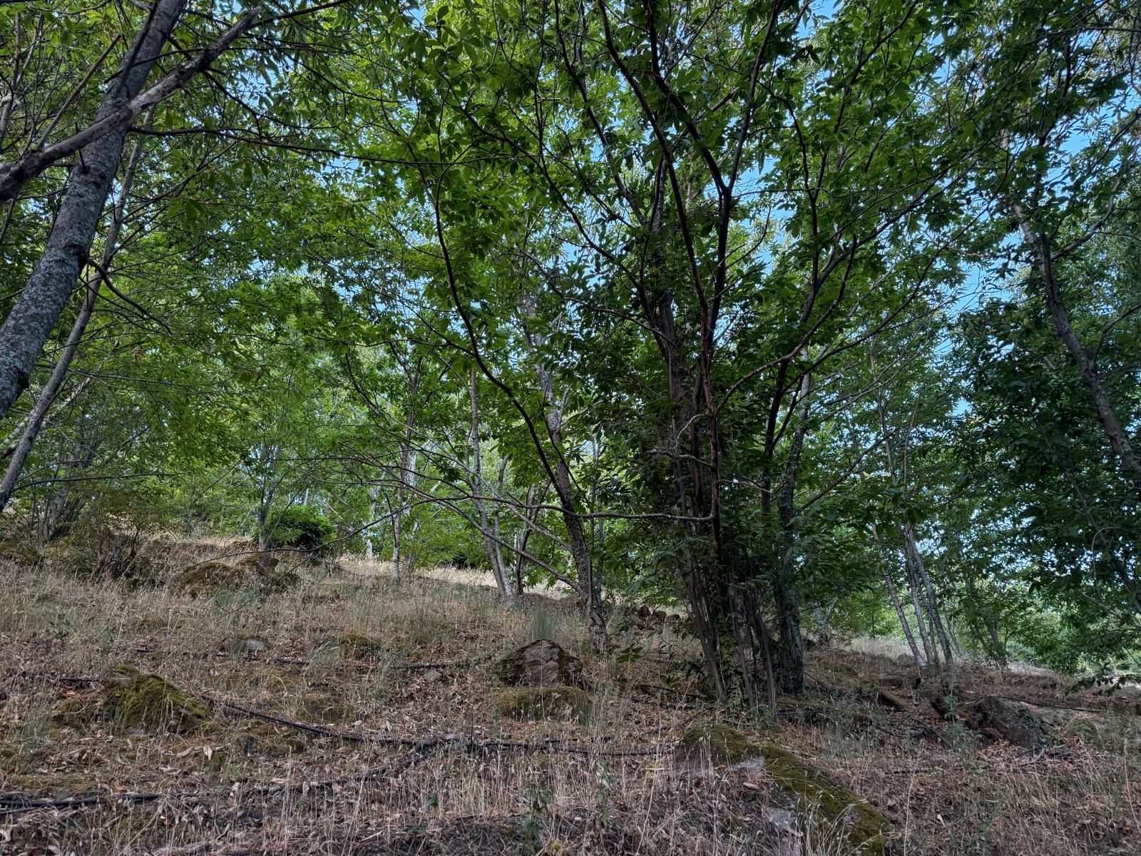 Land for sale in Navaconcejo