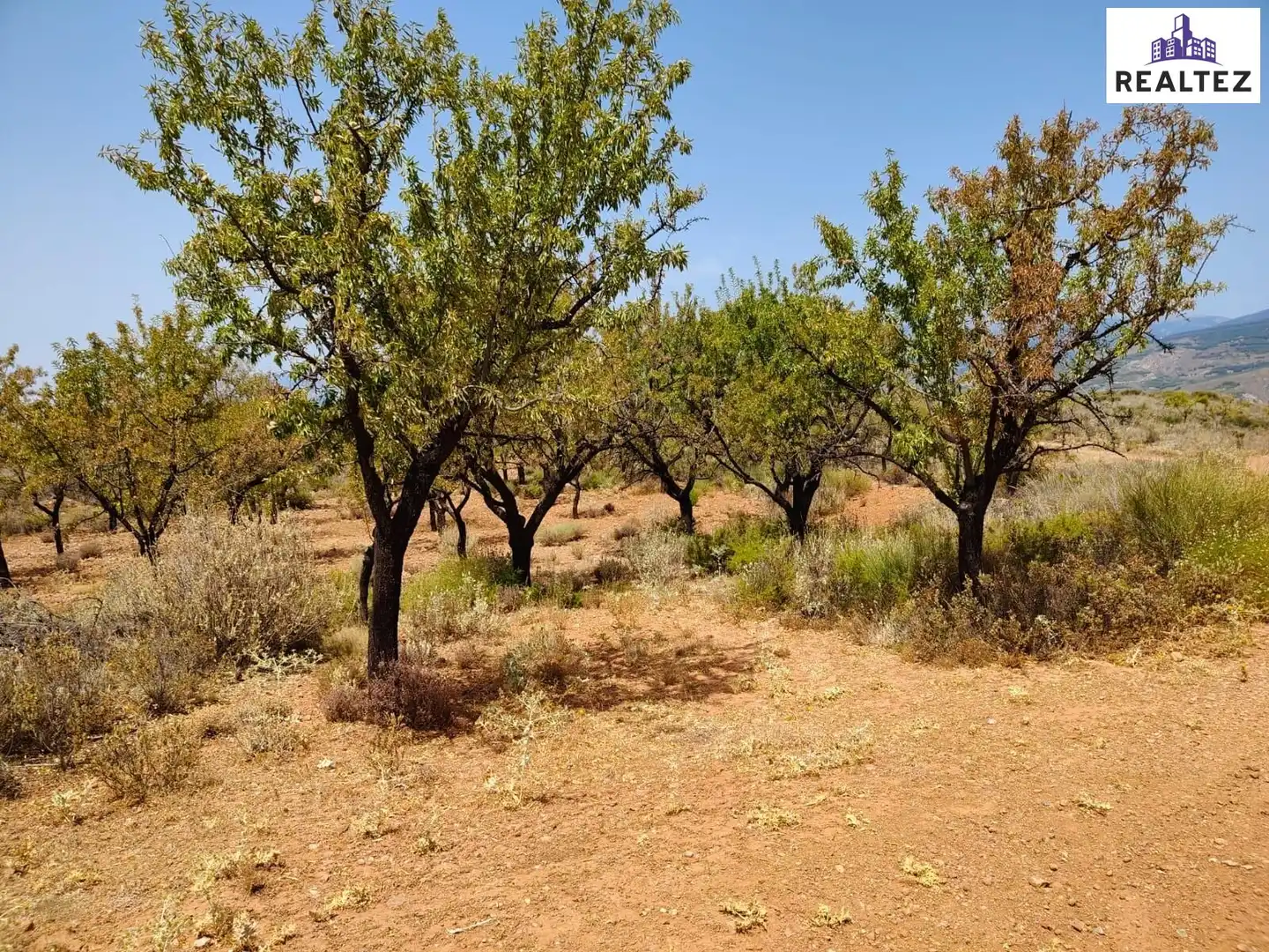 Terrain rustique à vendre à Alcolea, imagen 3
