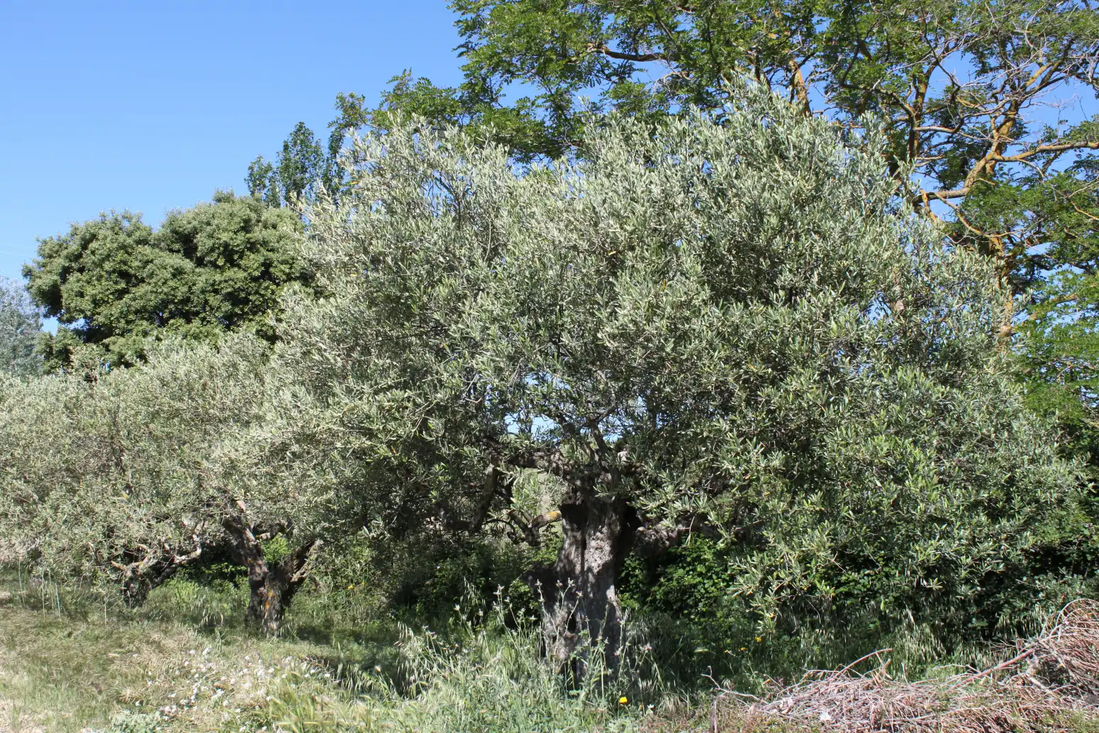 Jardín de Terreno en venta en Tafalla