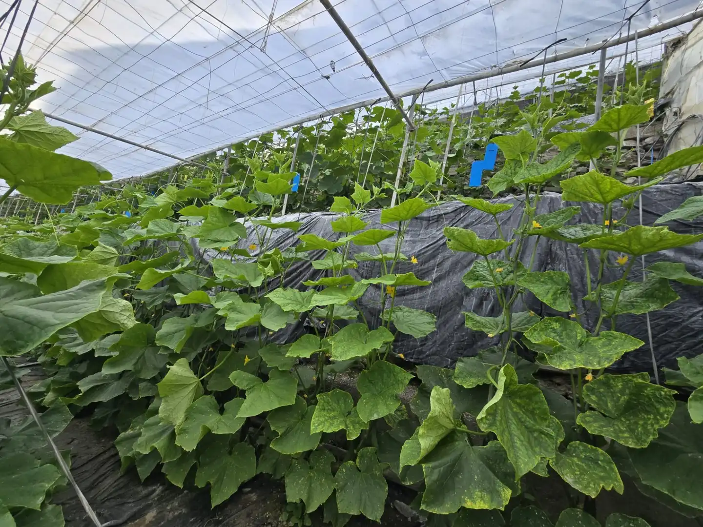 Garten von Grundstücke zum Verkauf in Rubite