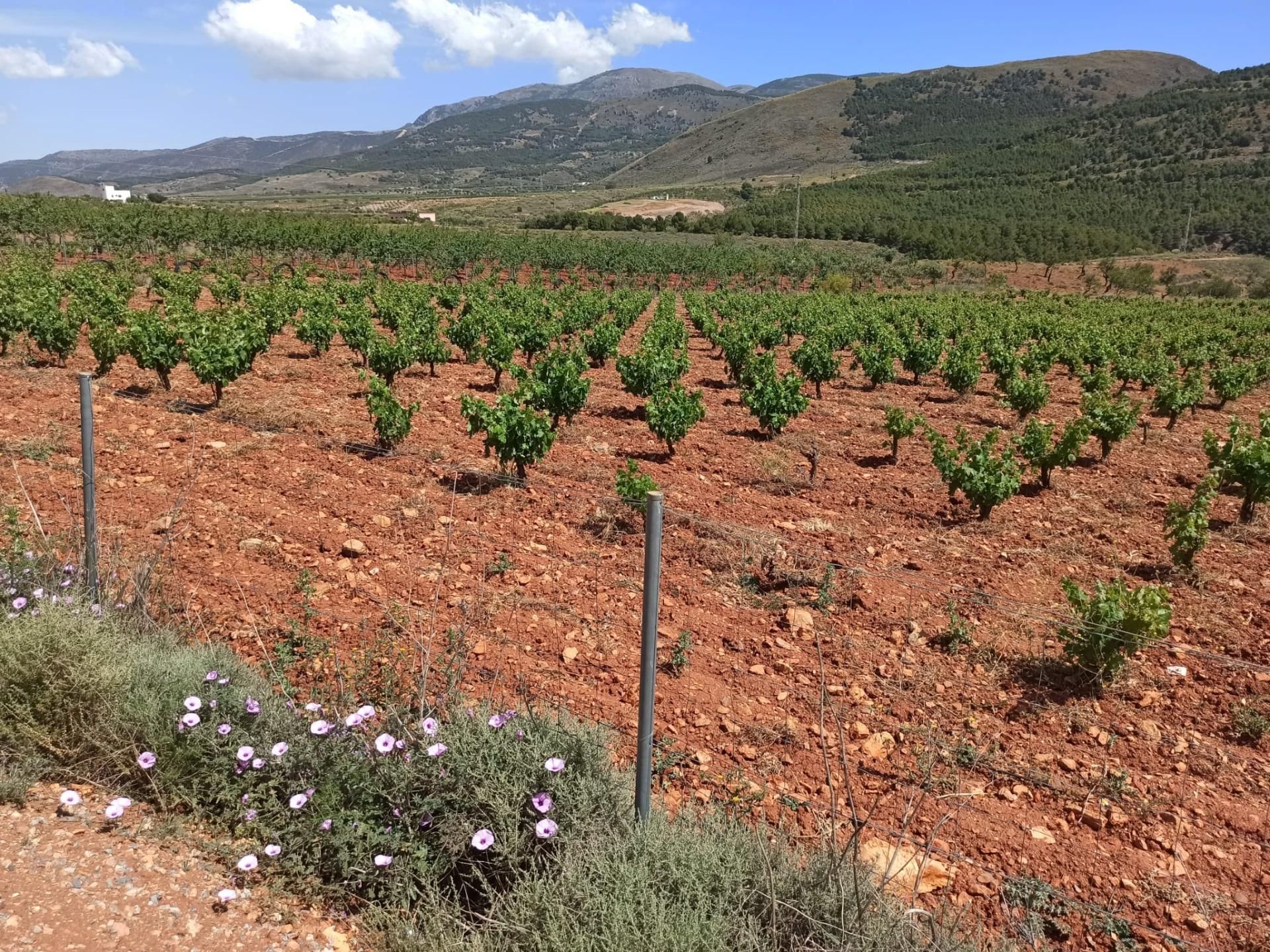 Industrial land for sale in Alcolea