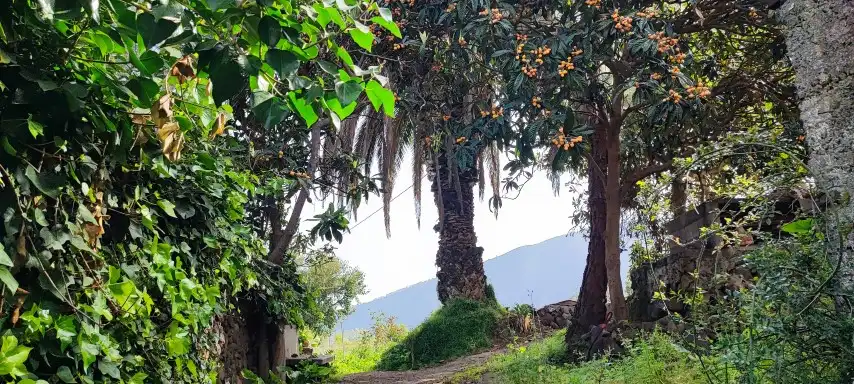 Terreno rústico en venta en Camino de La Sierra, imagen 3