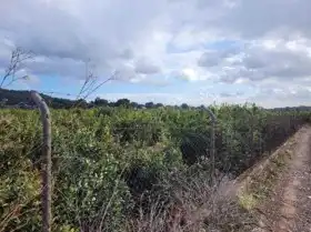 Terrain rustique à vendre à La Loma - Las Lomas, imagen 16