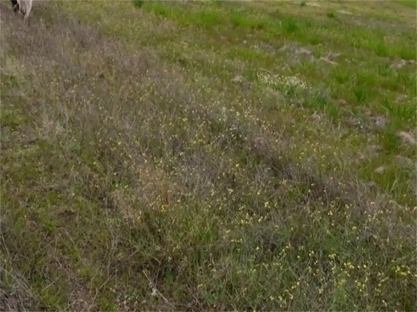 Land for sale in Escalona, Toledo