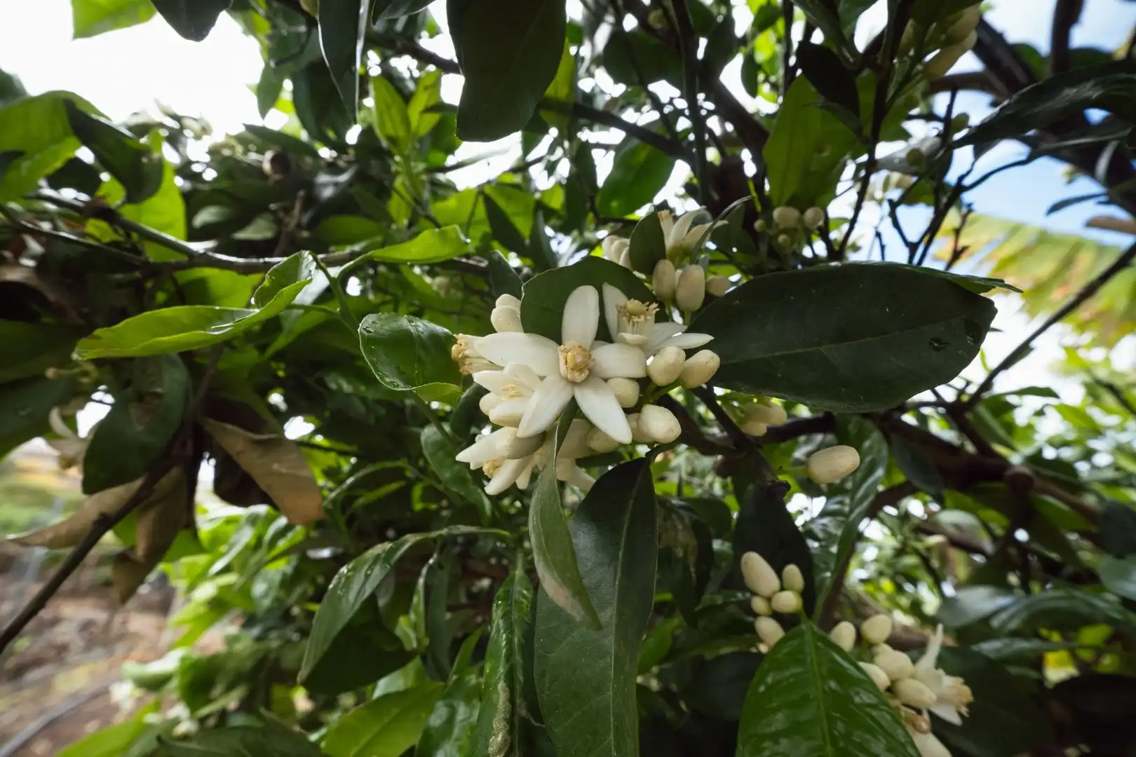 Jardín de Finca rústica en venta en El Sauzal