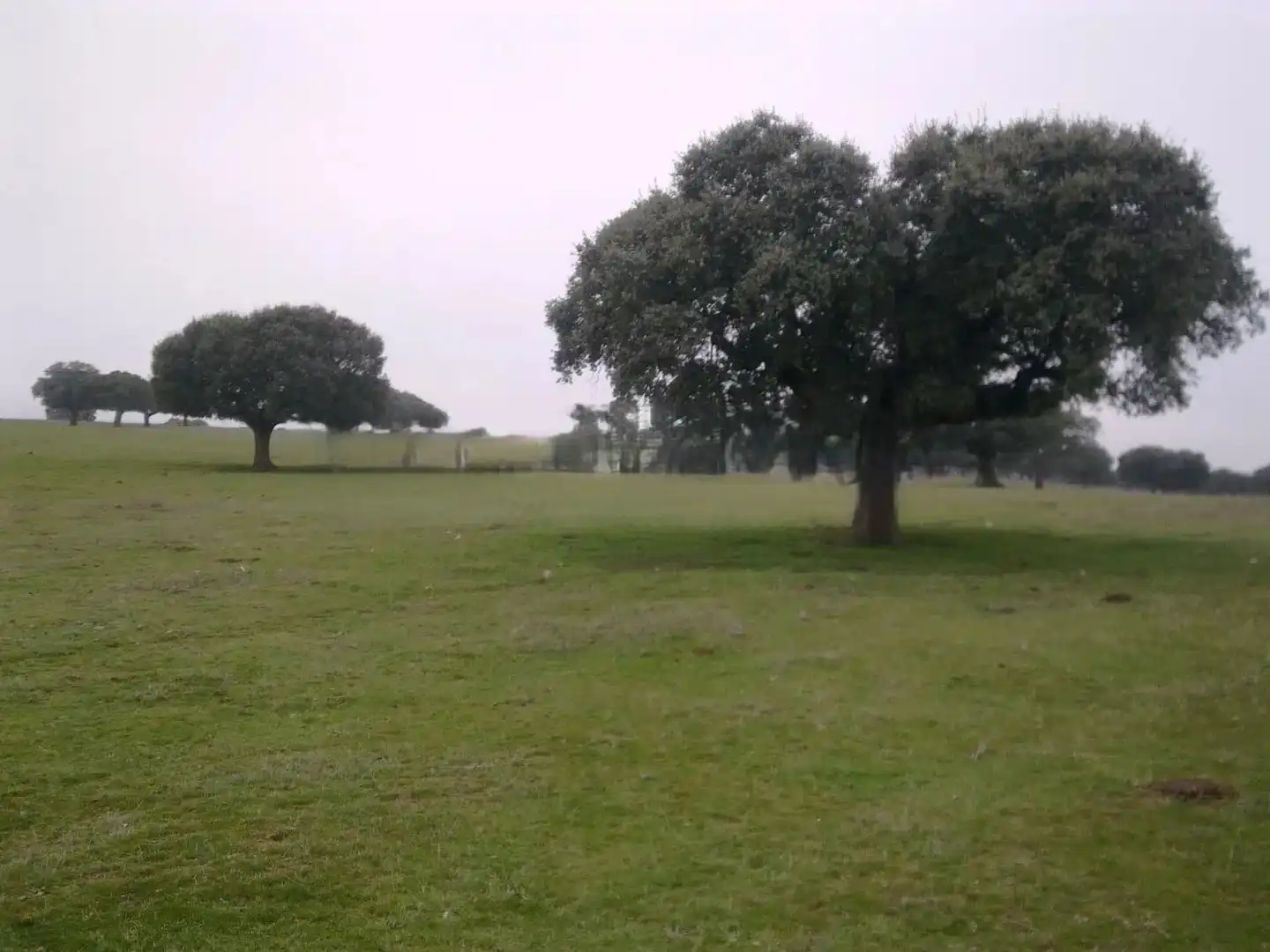 Land for sale in Vistahermosa