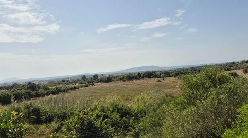 Parcela Rustica en Manacor, imatge 5
