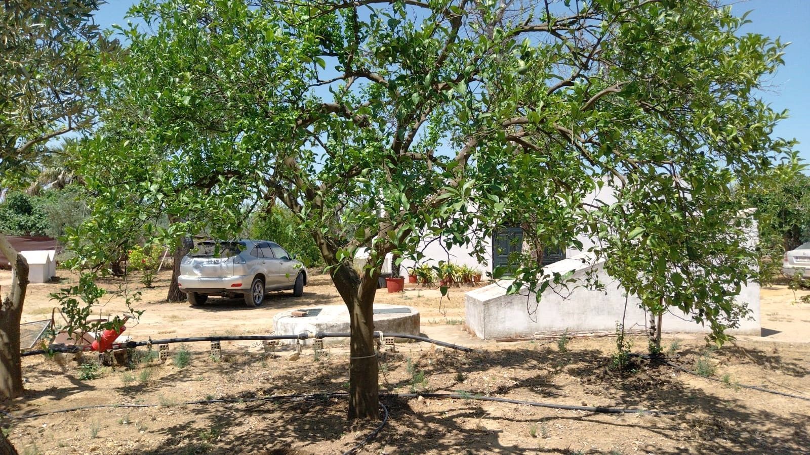 Finca rústica en venta en Carmona