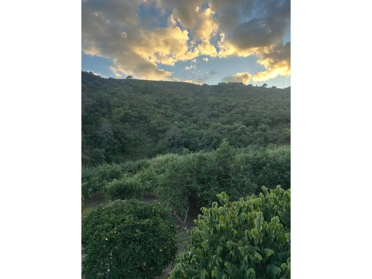 Vista exterior de Finca rústica en venda en Estepona amb Aire condicionat, Calefacció i Jardí privat