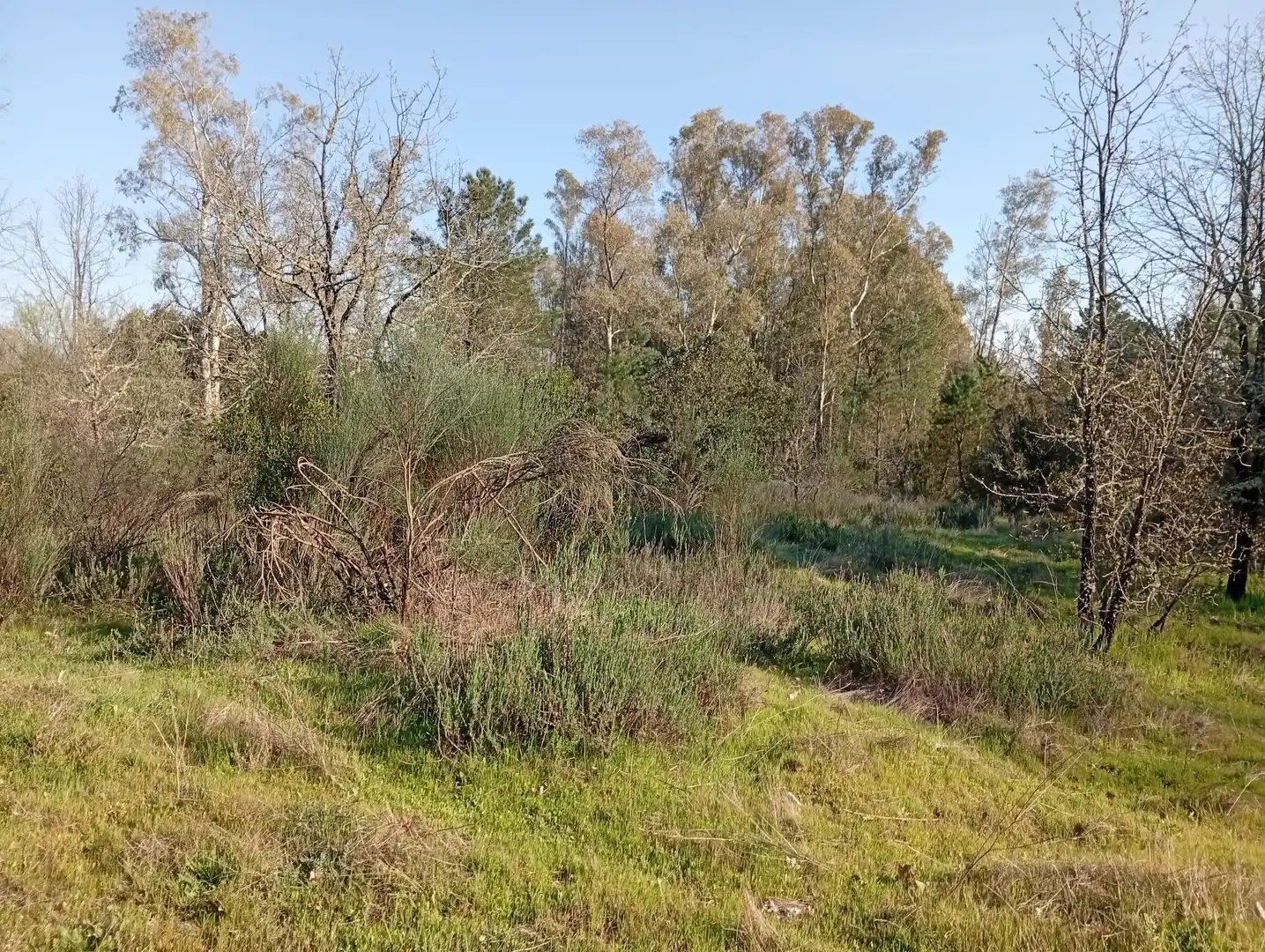 Terreni e lotti in vendita a Villanueva de la Vera, imagen 61
