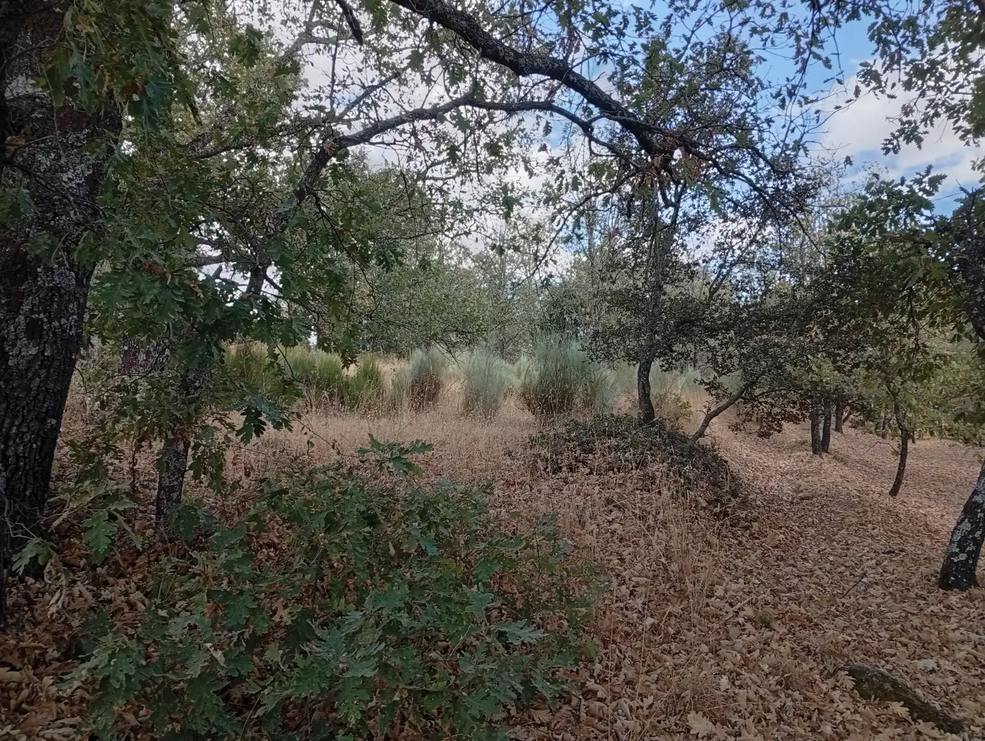 Terreni e lotti in vendita a Villanueva de la Vera, imagen 108