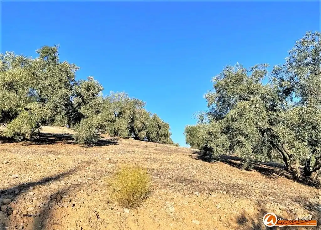 Land for sale in Villanueva del Rosario