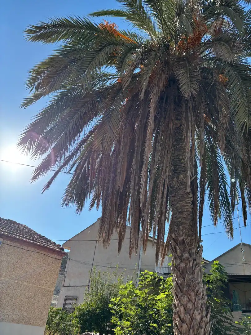 Exterior view of Houses for sale in Murcia