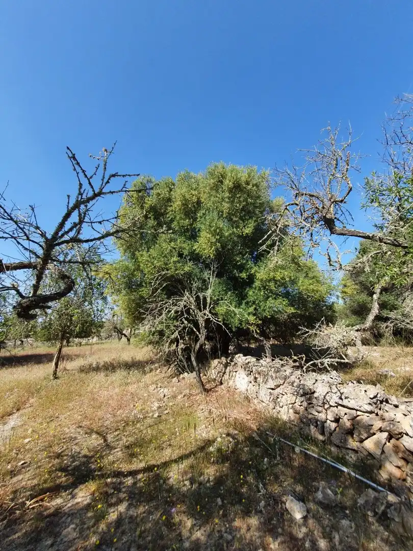 Finca rústica en venda en Santa Margalida