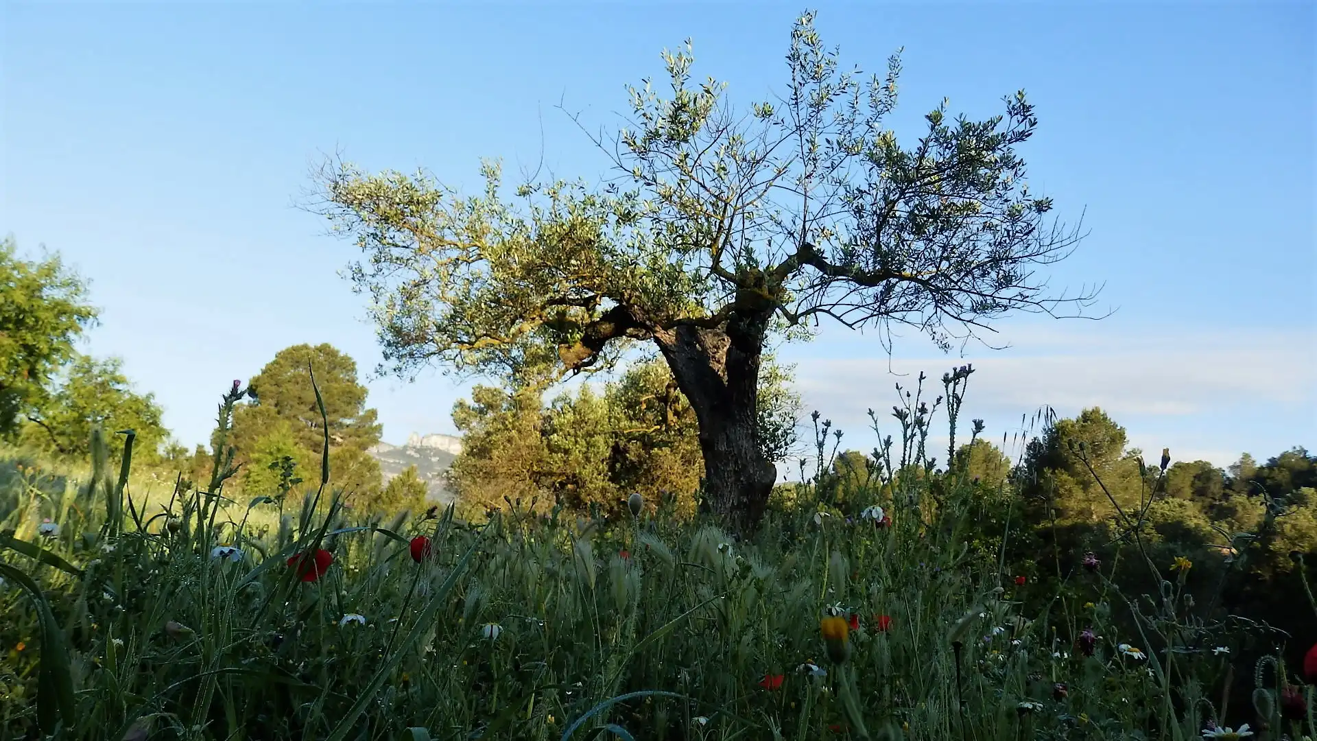Terreno rustico in vendita a Miravet, imagen 15