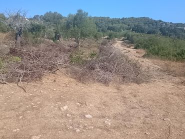 Terreno rústico en venta en Marratxinet