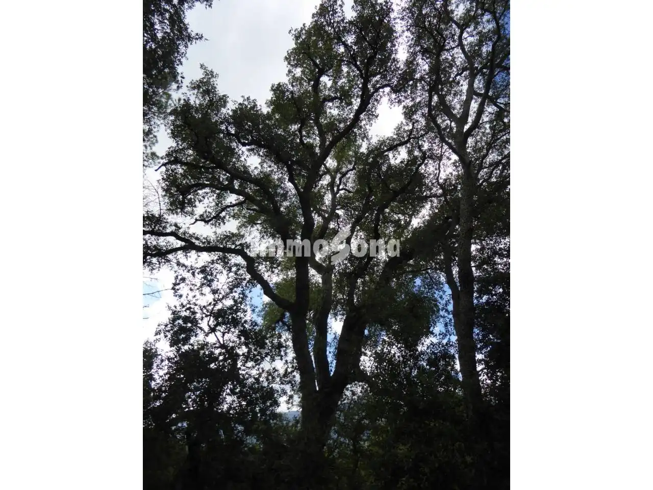 Terreno rústico en venta en Sant Hilari Sacalm, imagen 25