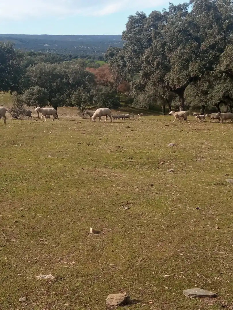 Exterior view of Land for sale in Cardeña