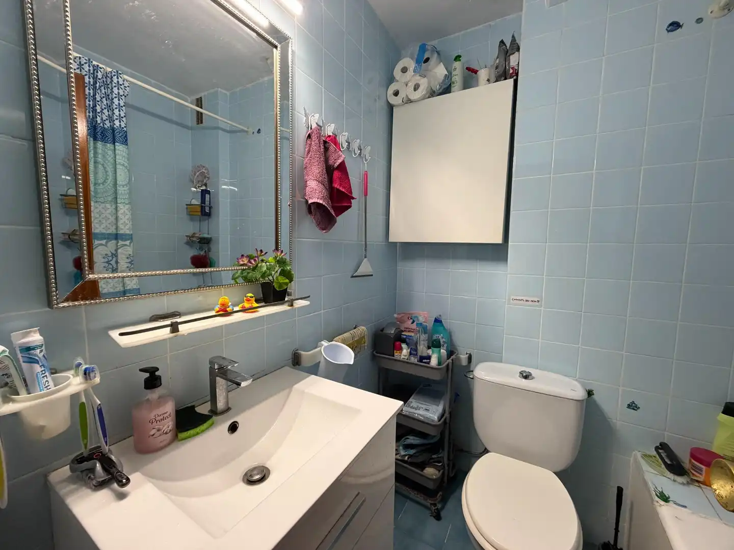 Piso en venta en Pla - Carolinas, imagen 11