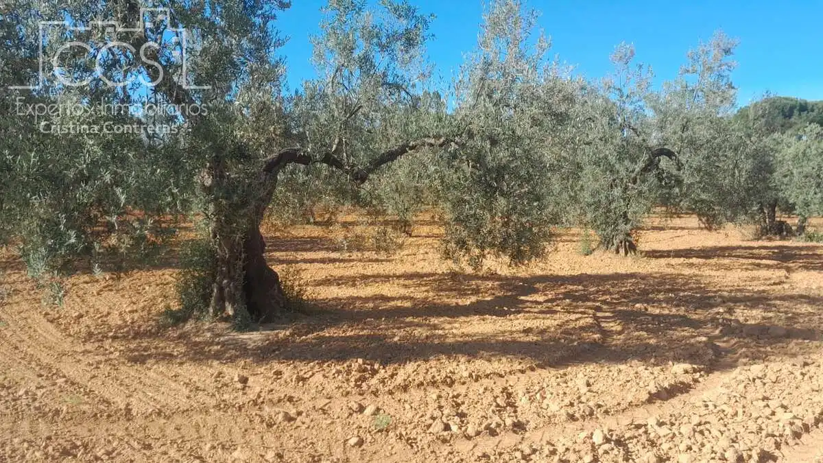 Terreni e lotti in vendita a Almonte ciudad