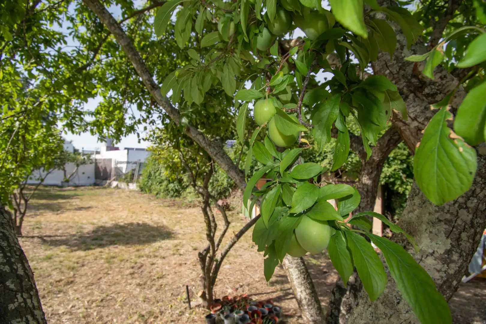 Jardí de Casa o xalet en venda en Chiclana de la Frontera