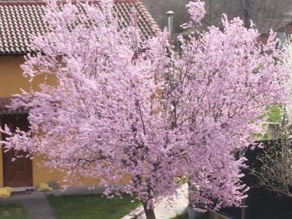 Jardí de Casa o xalet en venda en La Vecilla amb Jardí privat