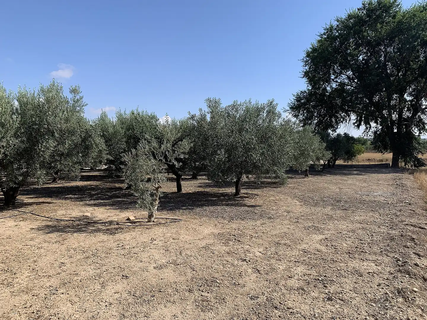 Casa o xalet en venda en Caudete amb Jardí privat i Internet
