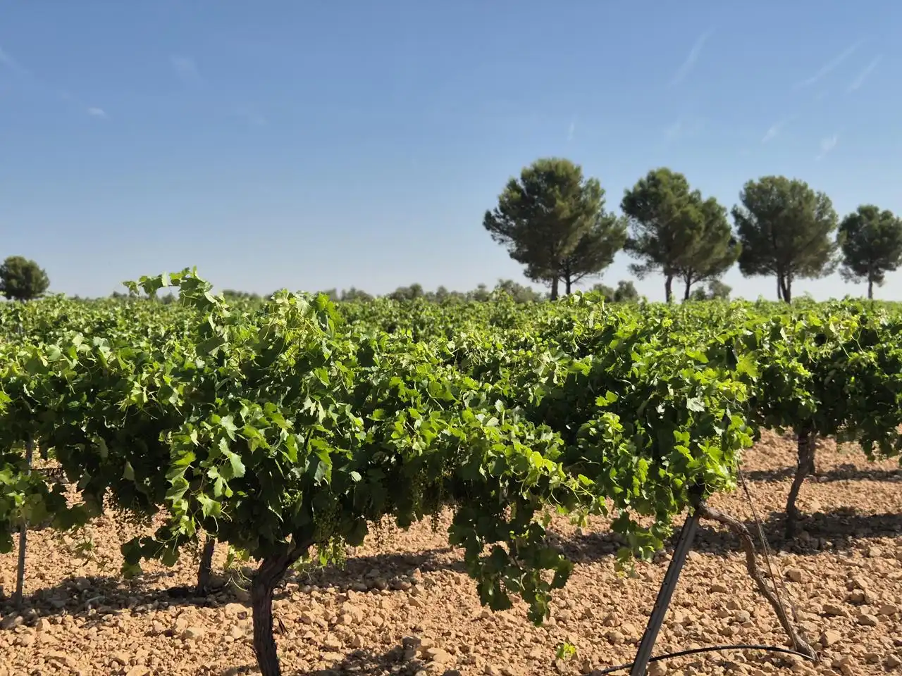 Terreno rustico in vendita a Las Colinas, imagen 24