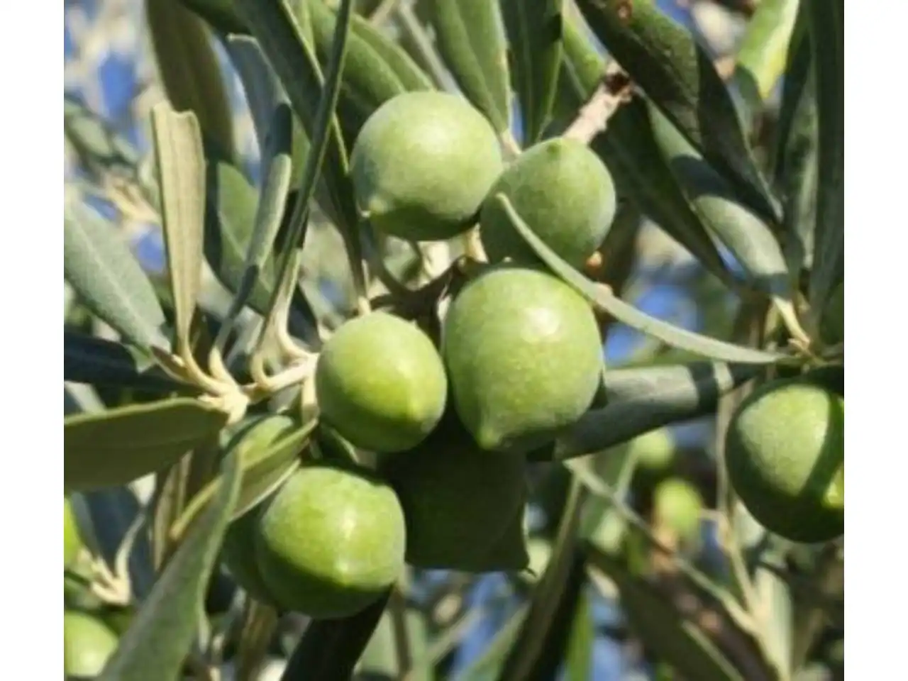 Grundstücke und Bauplätze zum Verkauf in Montilla