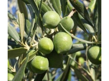 Rustikales Grundstück zum Verkauf in Montilla