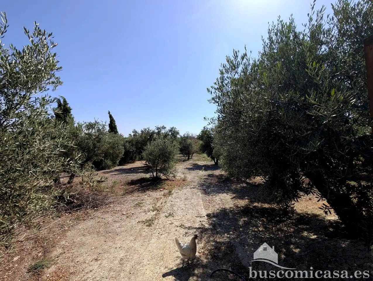 Finca rústica en venda en Linares amb Aire condicionat, Jardí privat i Terrassa