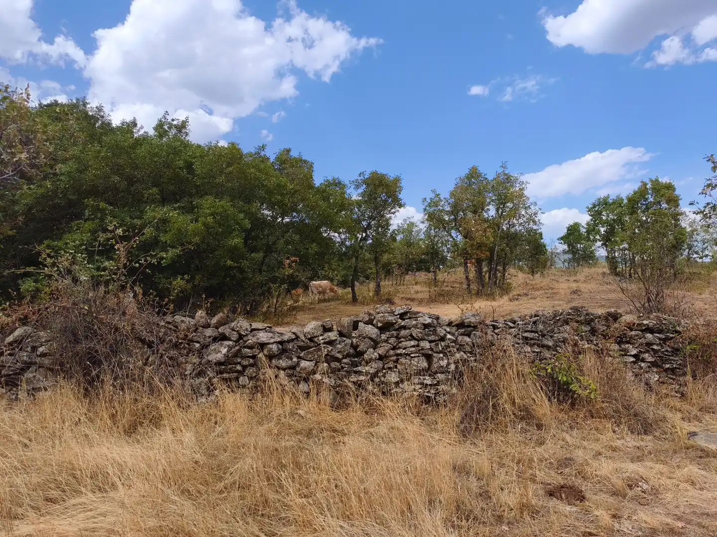 Terreno en venta en Piñuécar-Gandullas
