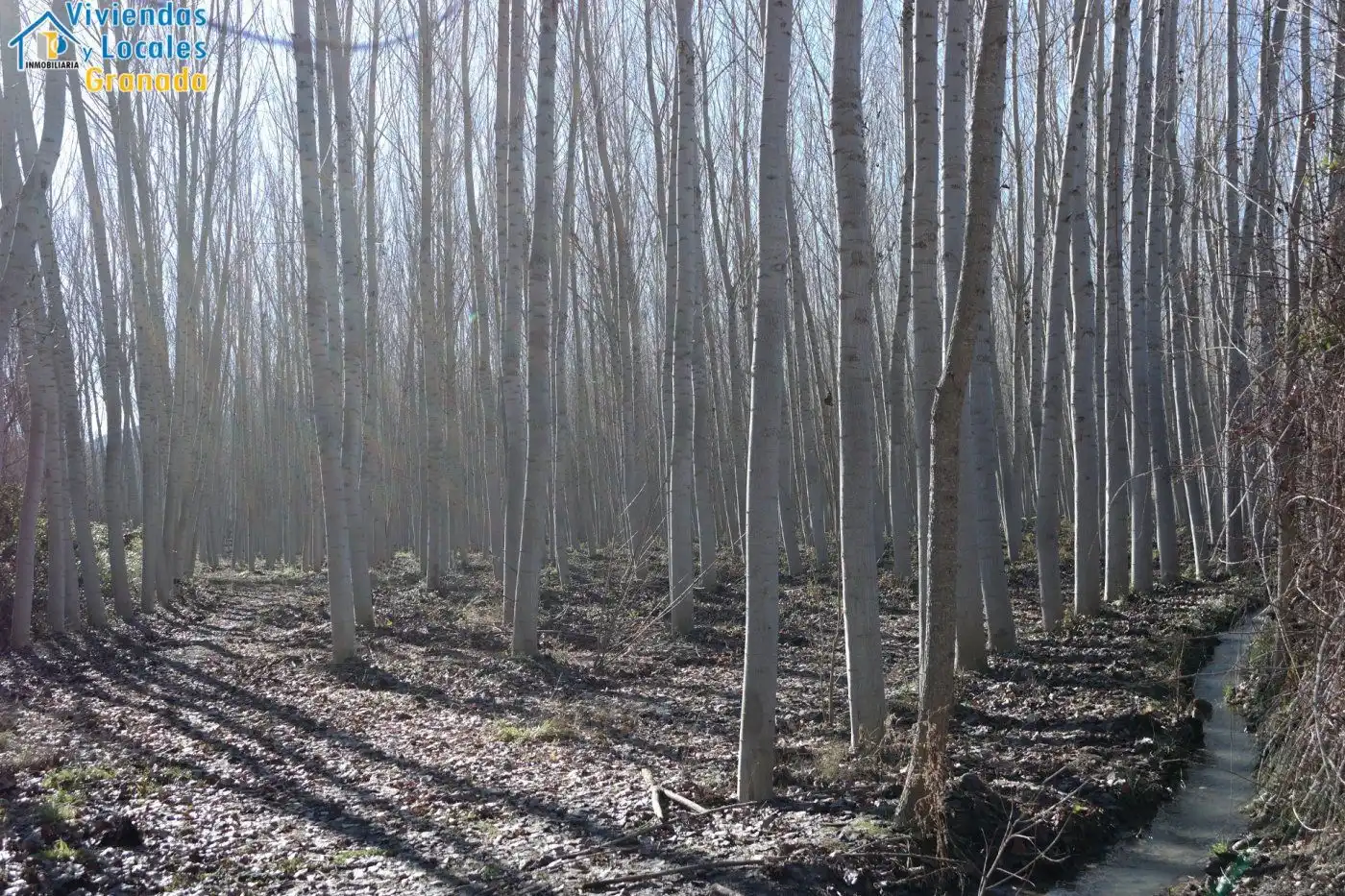 Terreni e lotti in vendita a Alhama de Granada, imagen 18
