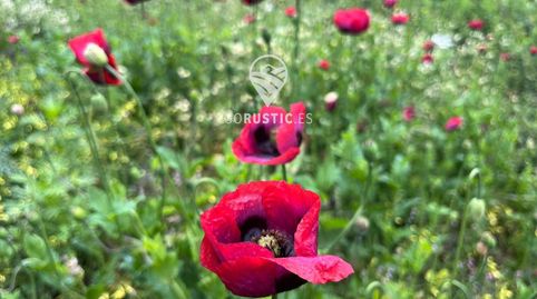 Finca Rustica en Cruz de Tierno, immagine 5
