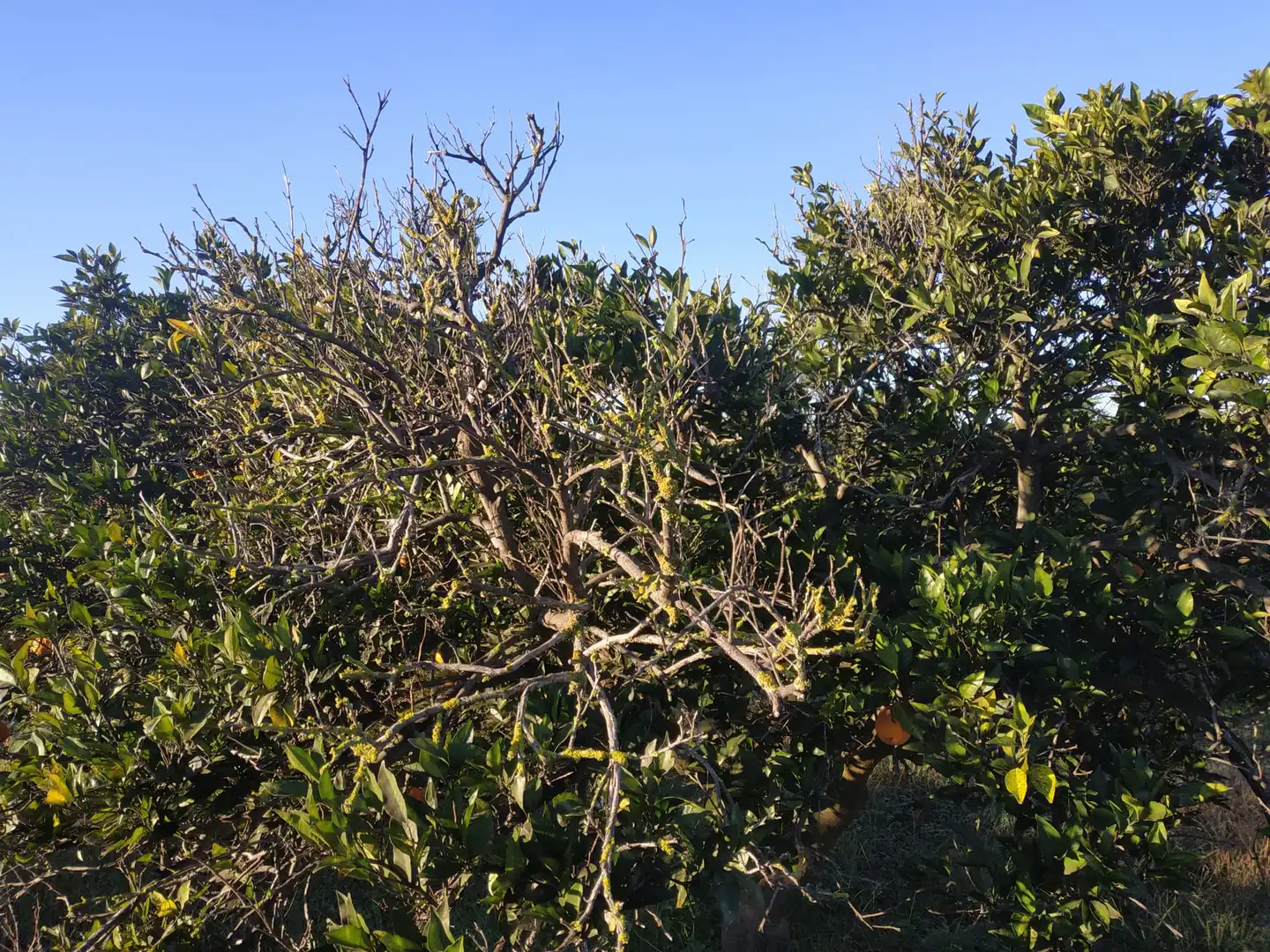 Land for sale in Polígono Número 18, 4, Albalat de la Ribera