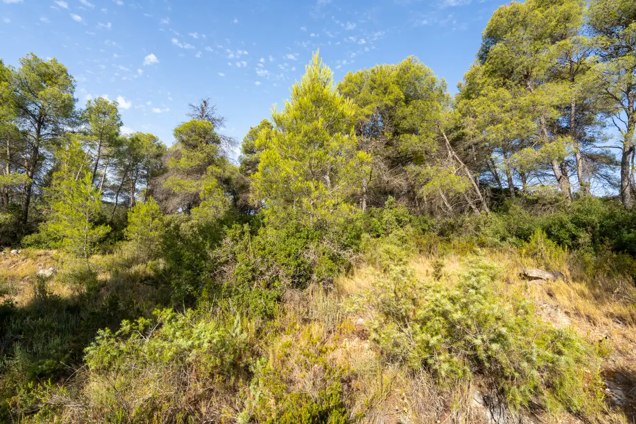 Land for sale in Caseres