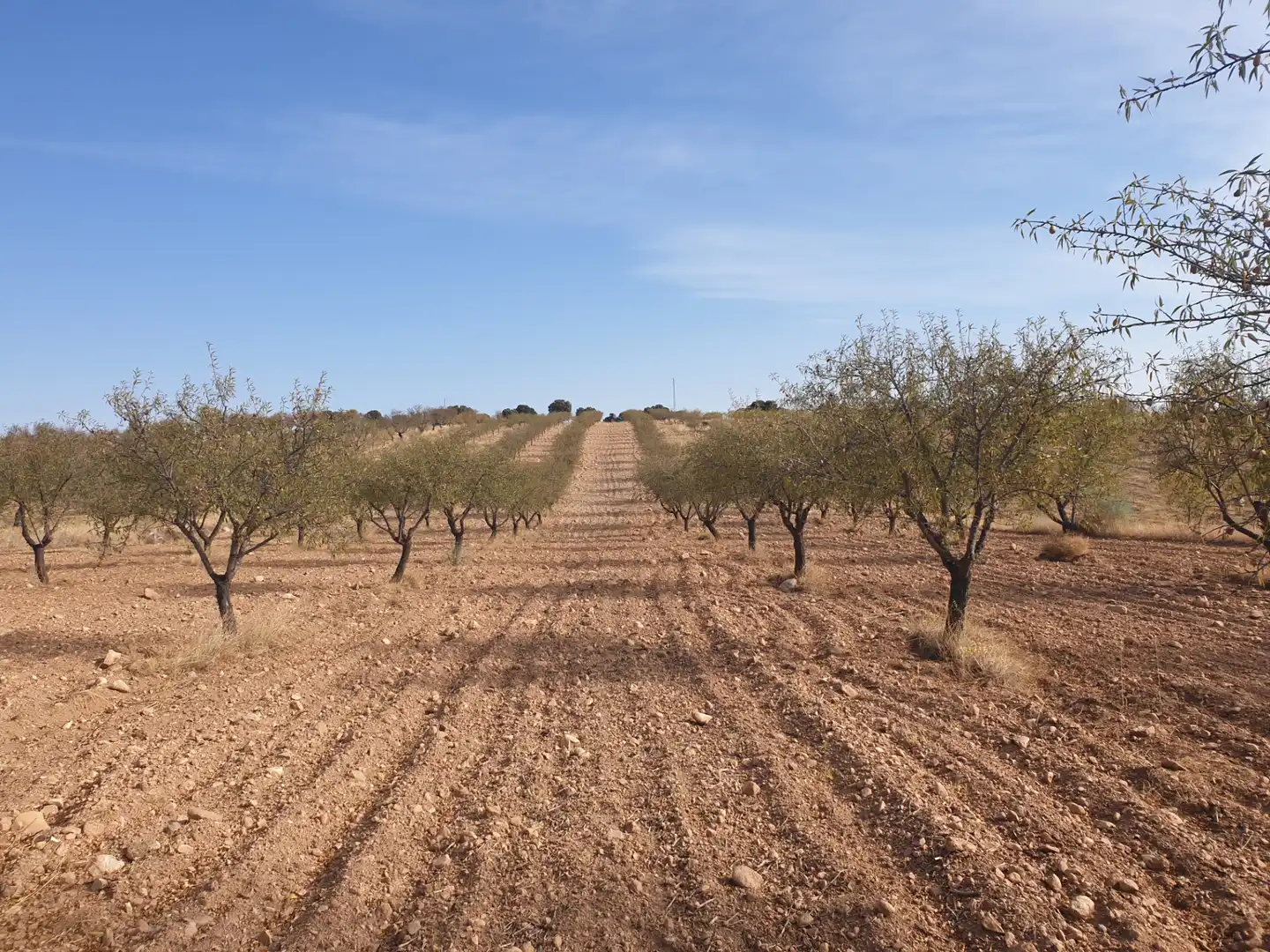 Terreni e lotti in vendita a Guadix, imagen 6