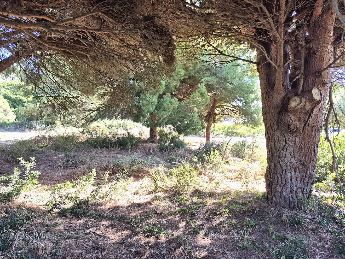 Terrenys i solars en venda a Los Caños de Meca, imagen 3