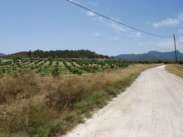 Terreno rustico in vendita a Jumilla