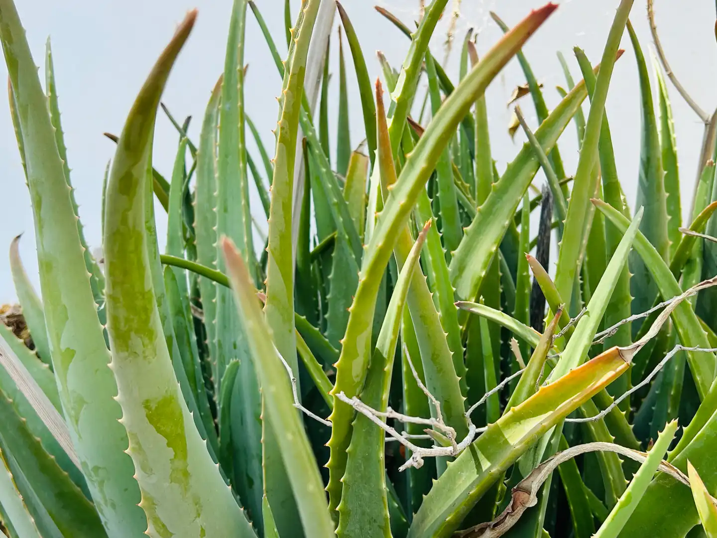 Jardí de Casa o xalet en venda en San Bartolomé de Tirajana amb Aire condicionat, Jardí privat i Terrassa