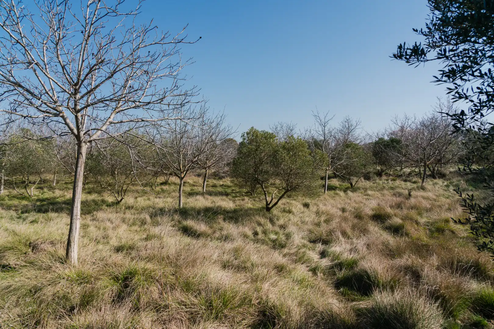 Finca rústica en venda en Pedrola amb Jardí privat, Terrassa i Moblat