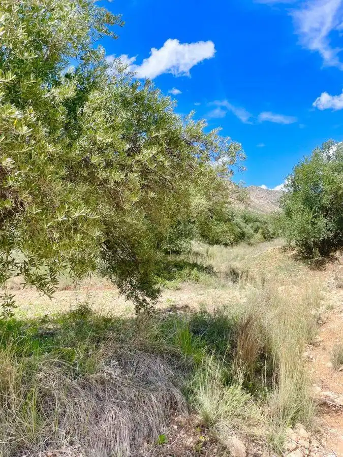 Terrenos y solares en venta en Vélez-Blanco, imagen 4